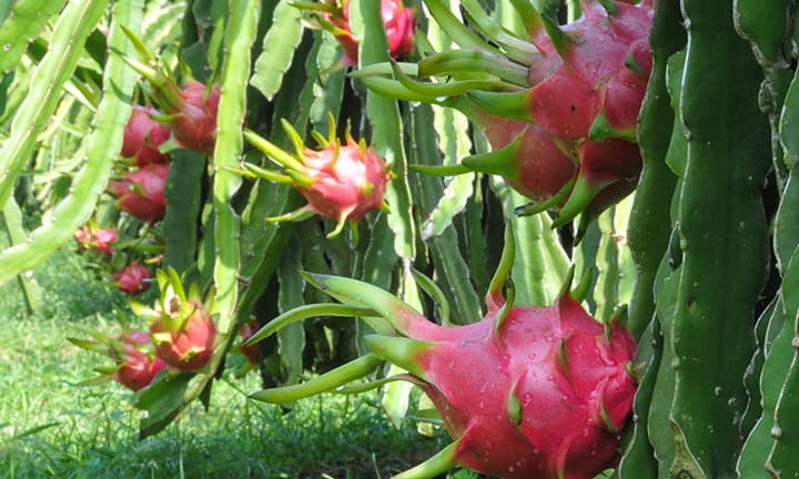 Dragon Fruit