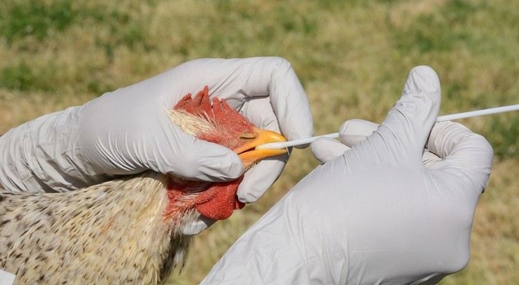 Bird Flu effect