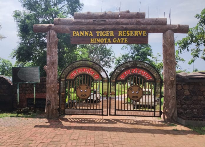 Panna Tiger Reserve: बाघिन पी-213 (32) ने शावकों को दिया जन्म