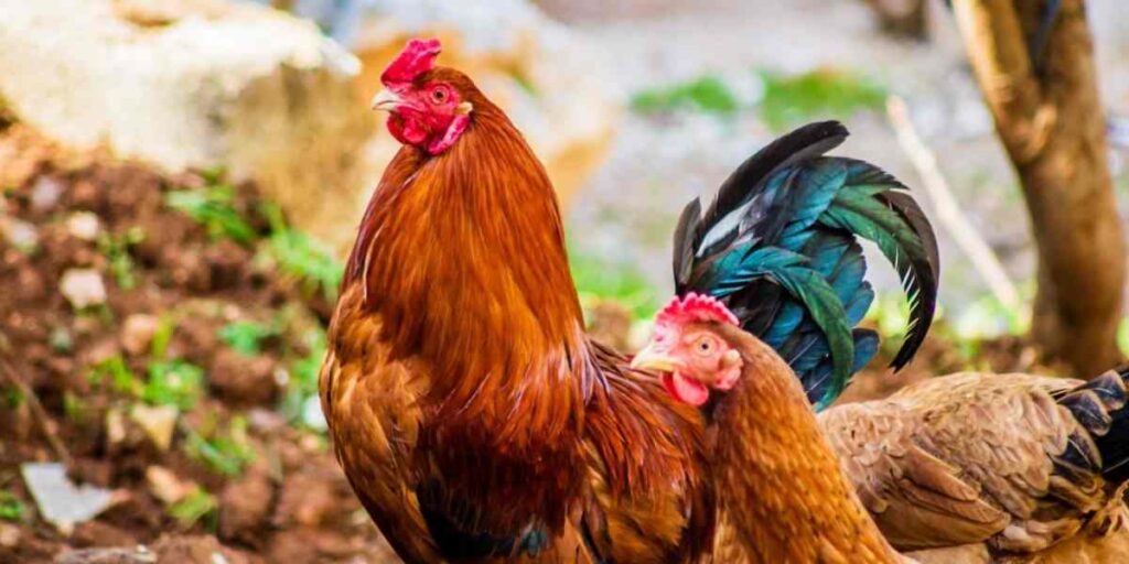 Bird Flu