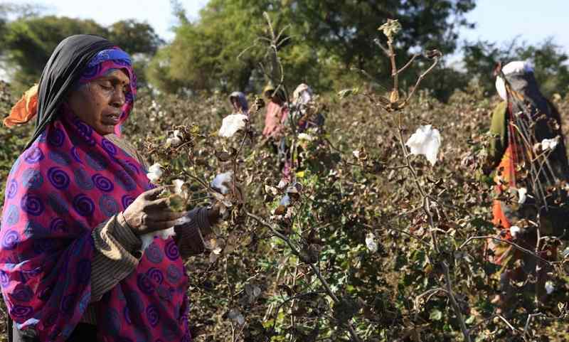 Cotton Production