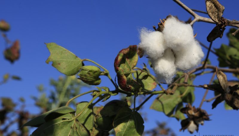 Cotton crop