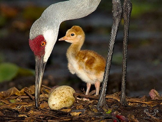 Crane Bird Egg