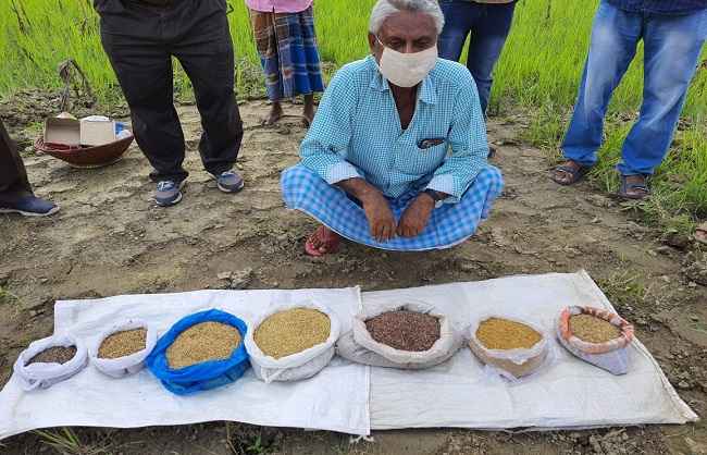 लाल चावल के फायदे