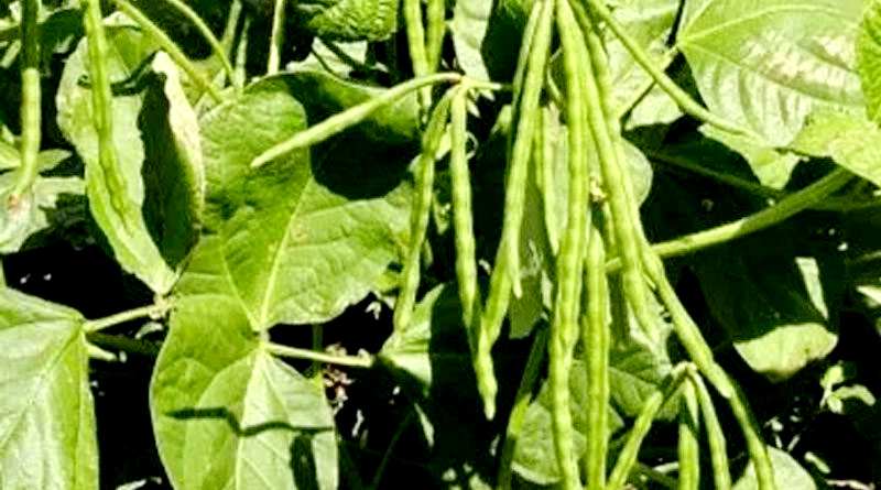 Moong Dal Plant