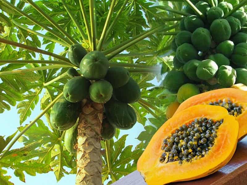 Papaya cultivation