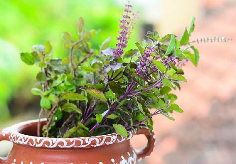 Tulsi-Leaves