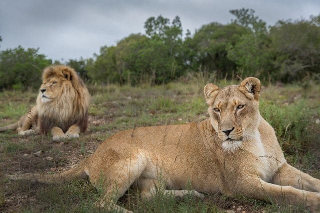 World Lion Day