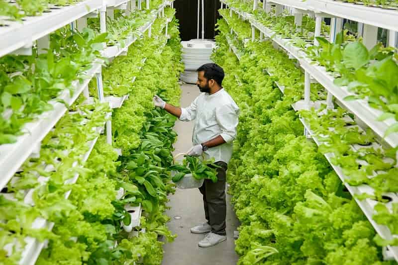 Hydroponic Farming