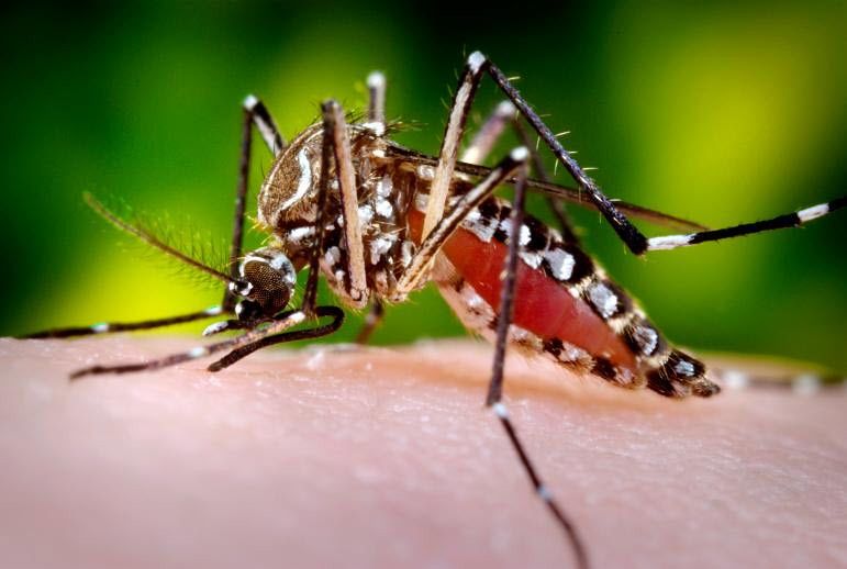 ZIKA VIRUS
